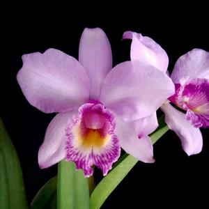 Cattleya Tanya Danilchick