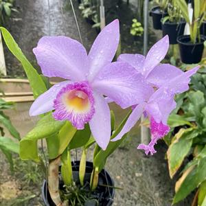 Cattleya Tanya Danilchick