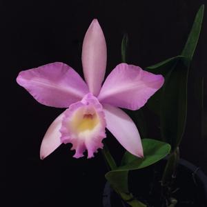 Cattleya Tanya Danilchick