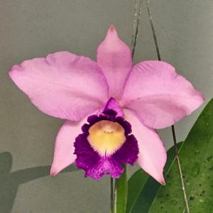 Cattleya Tanya Danilchick