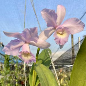 Cattleya Tanya Danilchick