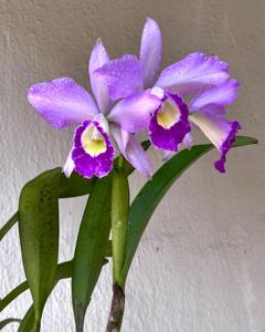 Cattleya Tanya Danilchick