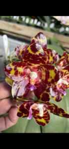 Phalaenopsis YangYang Gigan Cherry