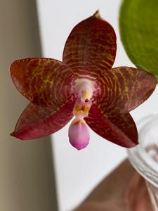 Phalaenopsis YangYang Prince