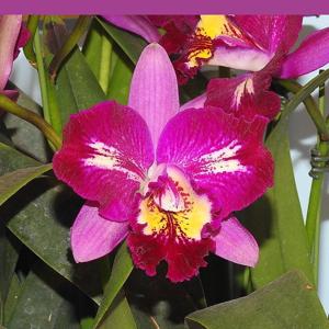 Rhyncatlaelia Ching Sun Smile