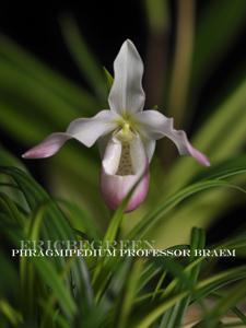 Phragmipedium Professor Braem