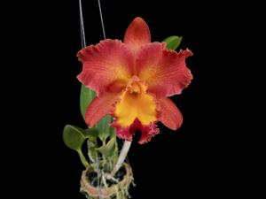 Rhyncholaeliocattleya Summer Sunshine