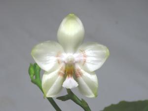 Phalaenopsis Yaphon Database