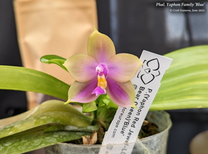 Phalaenopsis Yaphon Family