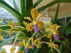 Vanda Glorianne Messler