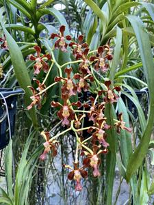 Vanda Motes Mahogany