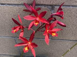 Guaricatophila SunCoast's Hot Lava Stars