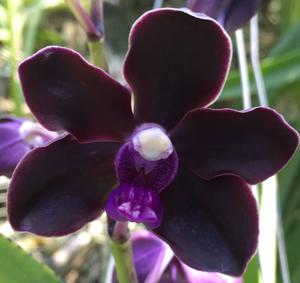 Vanda Motes Purple Rain