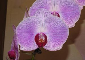 Phalaenopsis Ben Yu Lady Luck