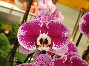 Phalaenopsis Ben Yu Shining Star