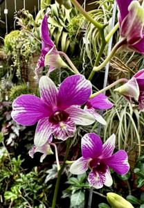 Dendrobium Triple Fantasy