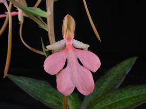 <i>Habenaria</i> Erich's Pink Thing