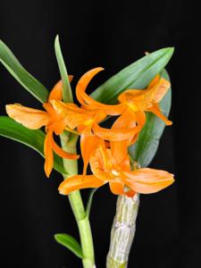 Dendrobium Sheng Yi Bumblebee