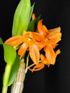 Dendrobium Sheng Yi Bumblebee