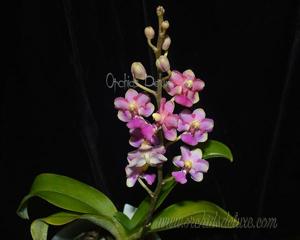 Phalaenopsis Ant-Man