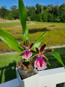 Galeopetalum Arlene Armour