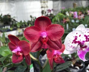 Phalaenopsis Pylo's Sofia
