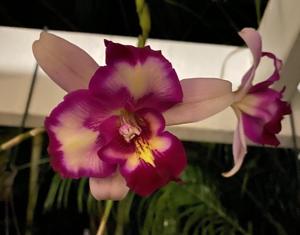 Laeliocattleya Australian Frangipani