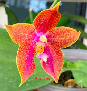 Phalaenopsis YangYang Hawaii Girl