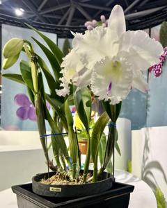 Rhyncholaeliocattleya Duh's Pure Love