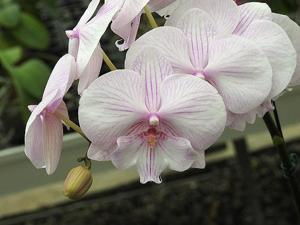 Phalaenopsis Yu Pin White Swan