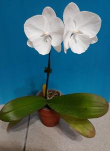 Phalaenopsis Yu Pin White Swan