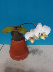 Phalaenopsis Yu Pin White Swan