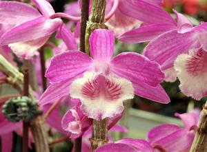 Dendrobium Y F Jewell