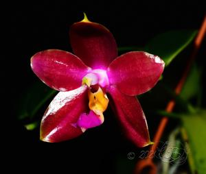 Phalaenopsis TH Lola GIrl