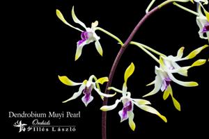 Dendrobium Muyi Pearl