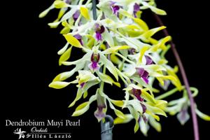 Dendrobium Muyi Pearl