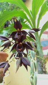 Catasetum Ramonita Vargas Nuñez