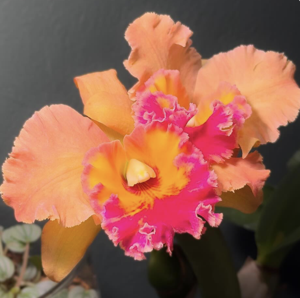 Rhyncholaeliocattleya Jessie Lee