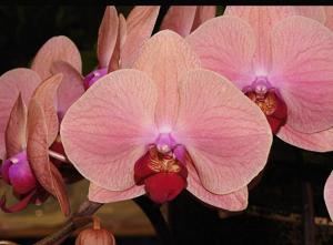Phalaenopsis Da Shang Orange Sun