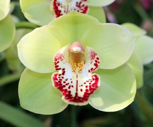 Cymbidium Daniel Thomas