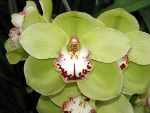 Cymbidium Daniel Thomas