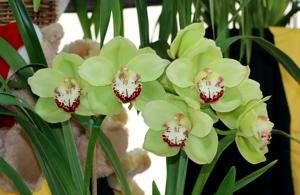 Cymbidium Daniel Thomas