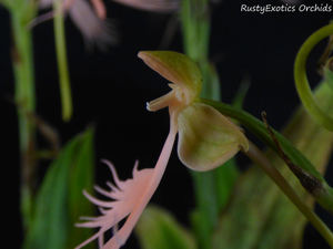 Habenaria Sunrise Plumes