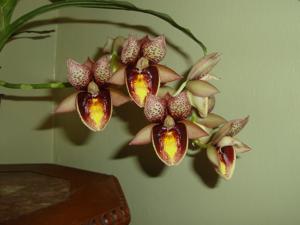 Catasetum Daniela Isabel