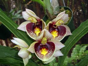 Catasetum Daniela Isabel