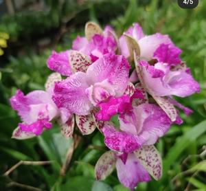 Cattleya Yuan Dung Sweet