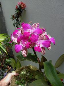 Cattleya Yuan Dung Sweet