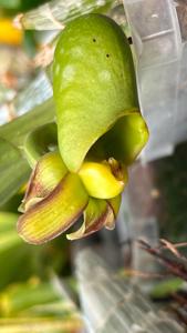 Catasetum Greg Scott
