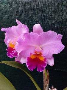 Cattleya CRB's Royal Horace