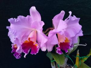 Cattleya CRB's Royal Horace